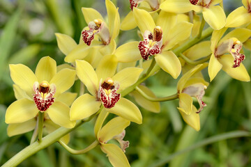 yellow orchid branch in garden