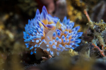 Fototapeta na wymiar Gas flame (Bonisa nakaza) large and beautiful nudibranch densely covered with cerata and blue ceratal tips.