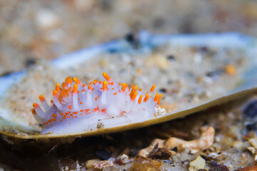 Orange-clubbed sea slug (Limacia clavigera) with its egg ribbon, white-bodied dorid with numerous orange-tipped projections on its body.