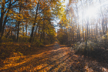 Fototapeta premium Autumn forest, colorful trees at sunlight. Colorful countryside