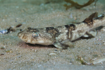 Side view of a Puffadder shyshark (Haploblepharus edwardsii) sitting on the sand.