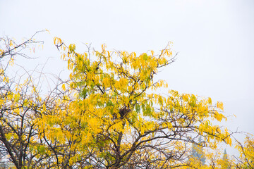 Yellow autumn and fall tree landscape in city