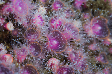 Naklejka na ściany i meble Strawberry Anemones (Actinia fragacea) small light pink anemones that grow together.