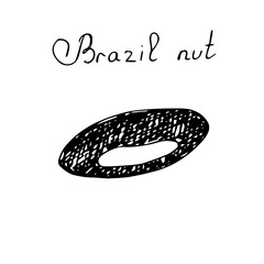 Brazil nut, vector illustration, hand drawing sketch