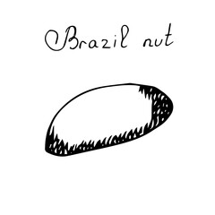 Brazil nut clip art, vector illustration, hand drawing