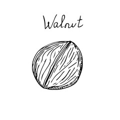 Walnut set shelled, vector illustration, hand drawing sketch