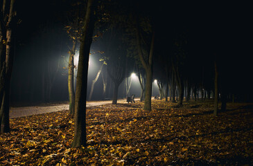 The foggy evening in the autumn park