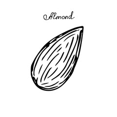 Almond nut, vector illustration, hand drawing