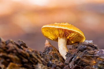 Close-up Mushrooms in a Pine Forest Plantation in Tokai Forest Cape Town