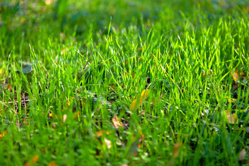 Autumn green grass in sunlight . Green natural background . Fall leaves in fresh grass
