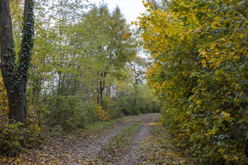 Fototapeta premium waldweg im herbst in ungarn