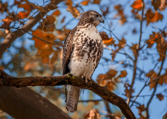 Red-shouldered Hawk