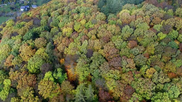 Aerial view, fligh at forest in autumn, Eltville am Rhein, Hesse, Germany,