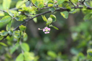 A small pink cherry flower on the tree in nature