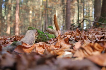 abgestorbener, mit moos bewachsener ast  in braunem herbstlaub
