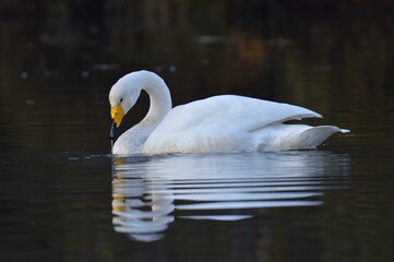沼で寛ぐ白鳥