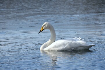 Fototapeta premium 沼で寛ぐ白鳥