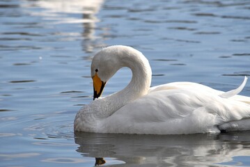 Fototapeta premium 沼で寛ぐ白鳥