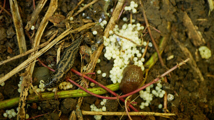 Spanish slug eggs biggest great grey leopard Limax maximus nest hatchery hatch pest Arion vulgaris egg-laying white laying snail parasitizes garden, eating plant crops. Invasive Spain parasitizes