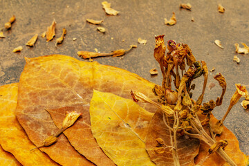 High quality rough dry tobacco leaves and flowers are ready to be made cigarettes