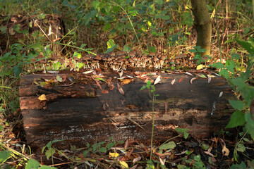 Dead tree trunk covered with hundreds of small mushrooms