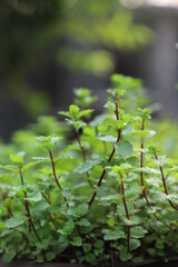 Obraz premium Fresh green Peppermint leaves on mint ready to collect tree in nature