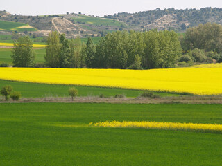 Cultivation fields in Castilla y León. Spain