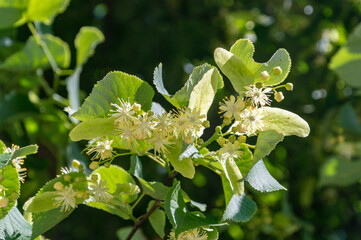Linden yellow blossom of Tilia cordata tree (small-leaved lime, little leaf linden flowers or...