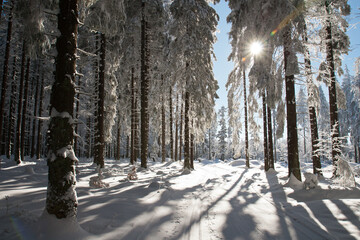 beautiful winter forest with trees covered by snow and sun light through the trees, perfect sunny winter day with blue sky, bohemian forest