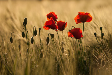 poppy field in evening light, summer red flower, czech republic