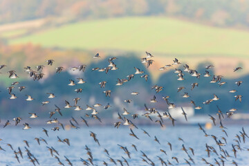 Dunlin (Calidris alpina) birds in flight.