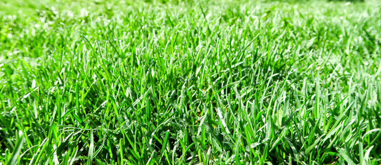 Scenic landscape background of blue sky and green meadow grass. Wide view of rural scenery. Natural background of green grass on a sunny day, Fresh succulent photography. 
