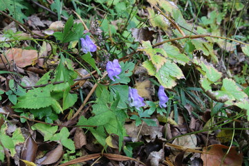 秋の青い花　トリカブト