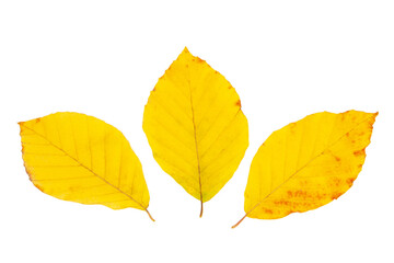 Yellow autumn leaf isolated on the white