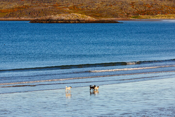 Sea surf, waves on the coast of the Barents Sea in autumn in sunny weather. Kola Peninsula, Russia.