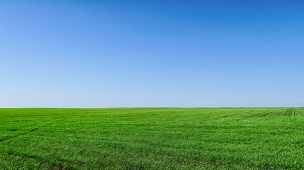 Fototapeta premium Scenic landscape background of blue sky and green meadow grass. Wide view of rural scenery. Natural background of green grass on a sunny day, Fresh succulent photography. 