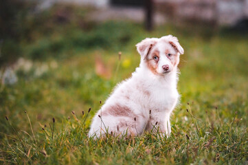 Healthy cute little puppy od australian shepherd dog breed. Fluffy little adorable dog.