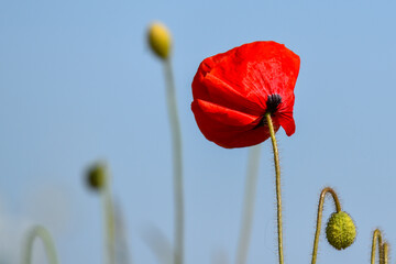 Obraz premium Close up of poppy flower