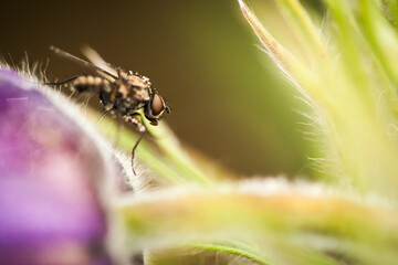 fly close up on the blooming flower, macro from garden, czech republic