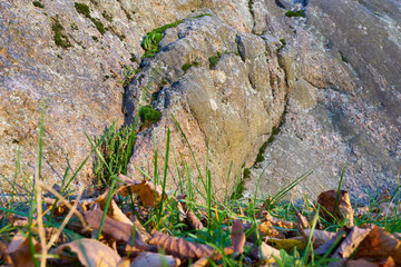 A granite stone with a green moss and dry autumn leaves on green grass on the foreground. 