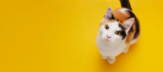 Cute shorthair tricolor kitten sits on a bright yellow background. Banner about pets. Creativ...