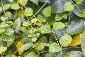 水滴のついた葉っぱ