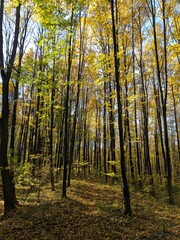 autumn forest in the autumn
