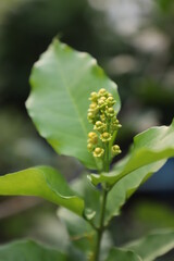 Yellow bud or flower of Bunchosia glandulifera, commonly known as peanut butter fruit, species of flowering plant in acerola family Malpighiaceae