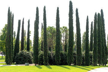 Very tall cypress trees in a Park in southern country