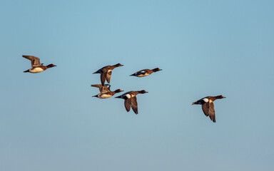 Eurasian Wigeon (Mareca penelope) birds in flight in sky at sunrise time.