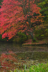 ハナノキの紅葉