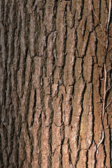 Close up of an old oak tree trunk