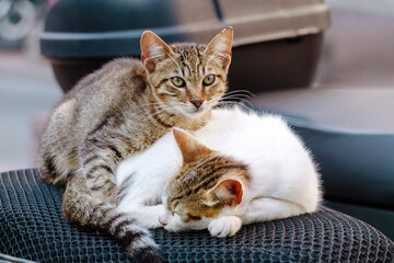 Street cat in Istanbul. Resting and relaxed cats on the streets of Istanbul