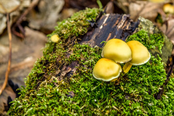 Mushrooms on a moss-covered tree stump.